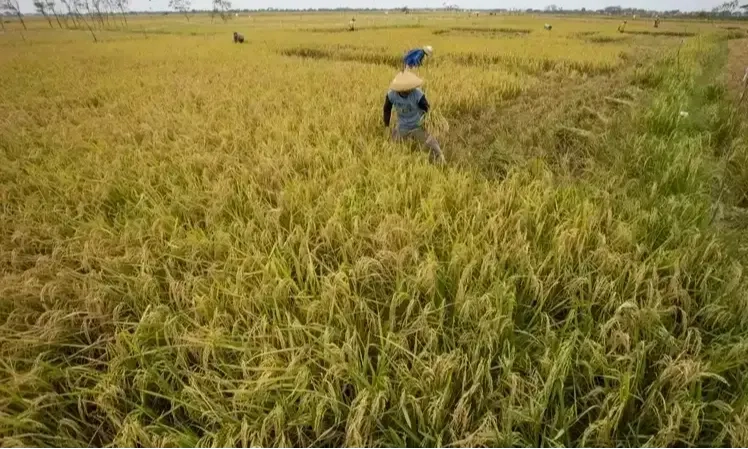 <p dir="ltr" id="isPasted">Menkeu Alokasikan Rp139 T untuk Swasembada Pangan</p>