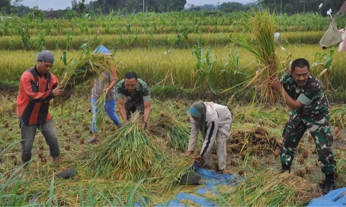 <p id="isPasted">BPS Perkirakan Produksi Beras Januari-Maret 2025 Capai 8,67 juta ton</p>