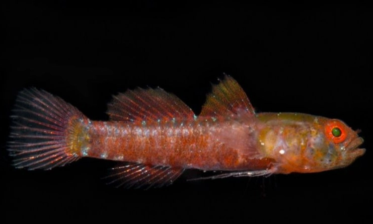 <p>Spesies Baru Ikan Gobi Kerdil Ditemukan Di Teluk Saleh NTB</p>