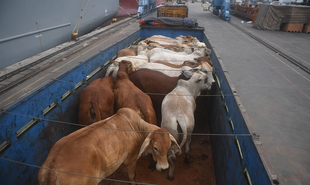 <p>Kepala Bapanas: Daging Kerbau Masuk Neraca Komoditas Pangan 2025</p>