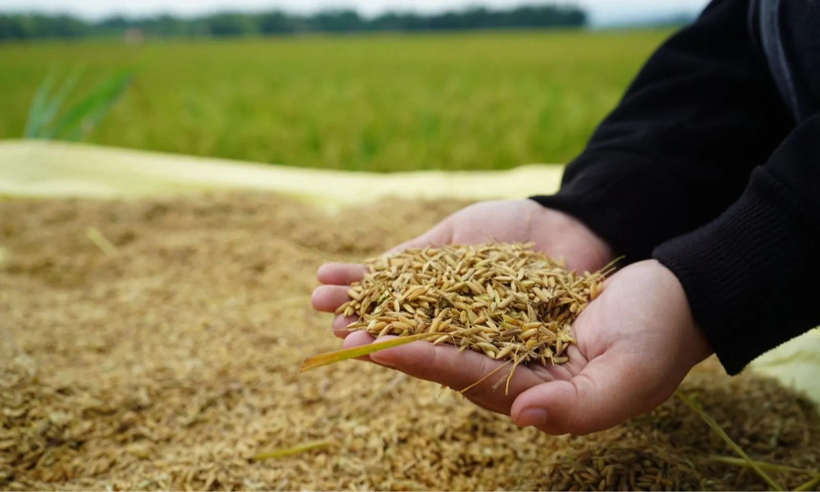 <p id="isPasted">Bapanas Pastikan HPP Gabah Berlaku Untuk Pemerintah dan Swasta</p>