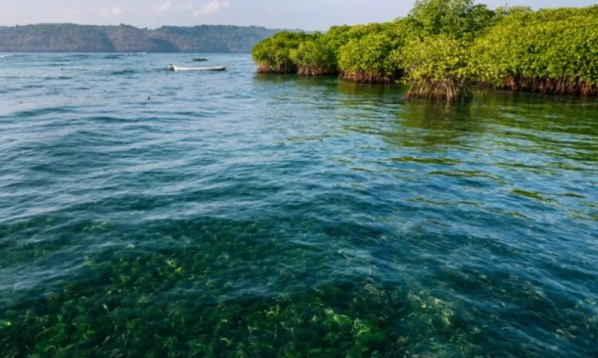 <p id="isPasted">KKP Sebut Perdagangan Karbon Padang Lamun Bisa Mulai Tahun Ini</p>