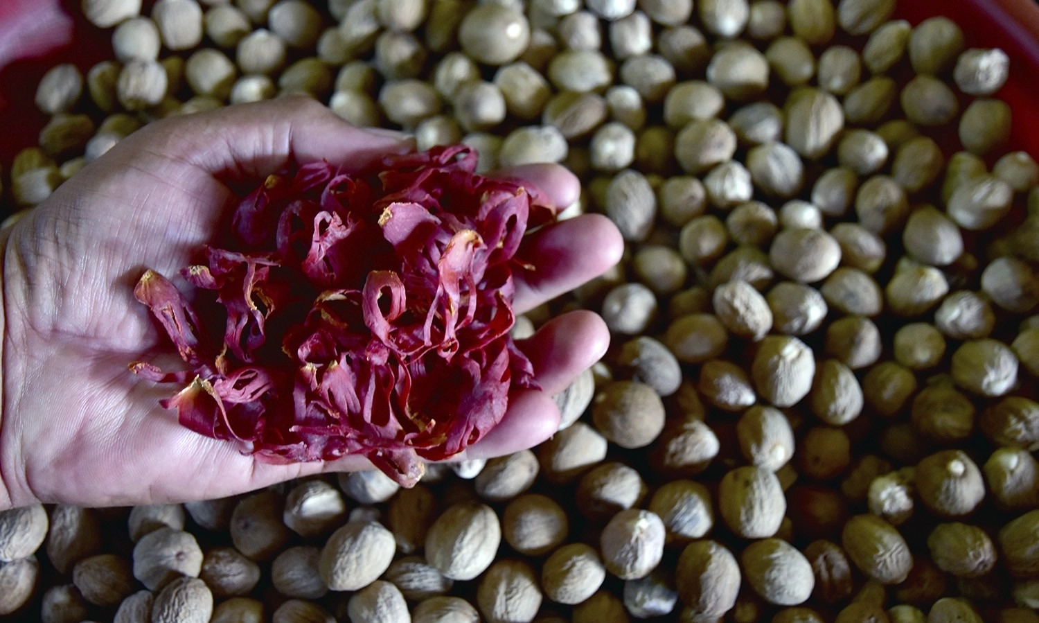 <p id="isPasted">Potensi Ekspor Rempah dan Pertanian UMKM Indonesia Capai US$5,22 Juta</p>