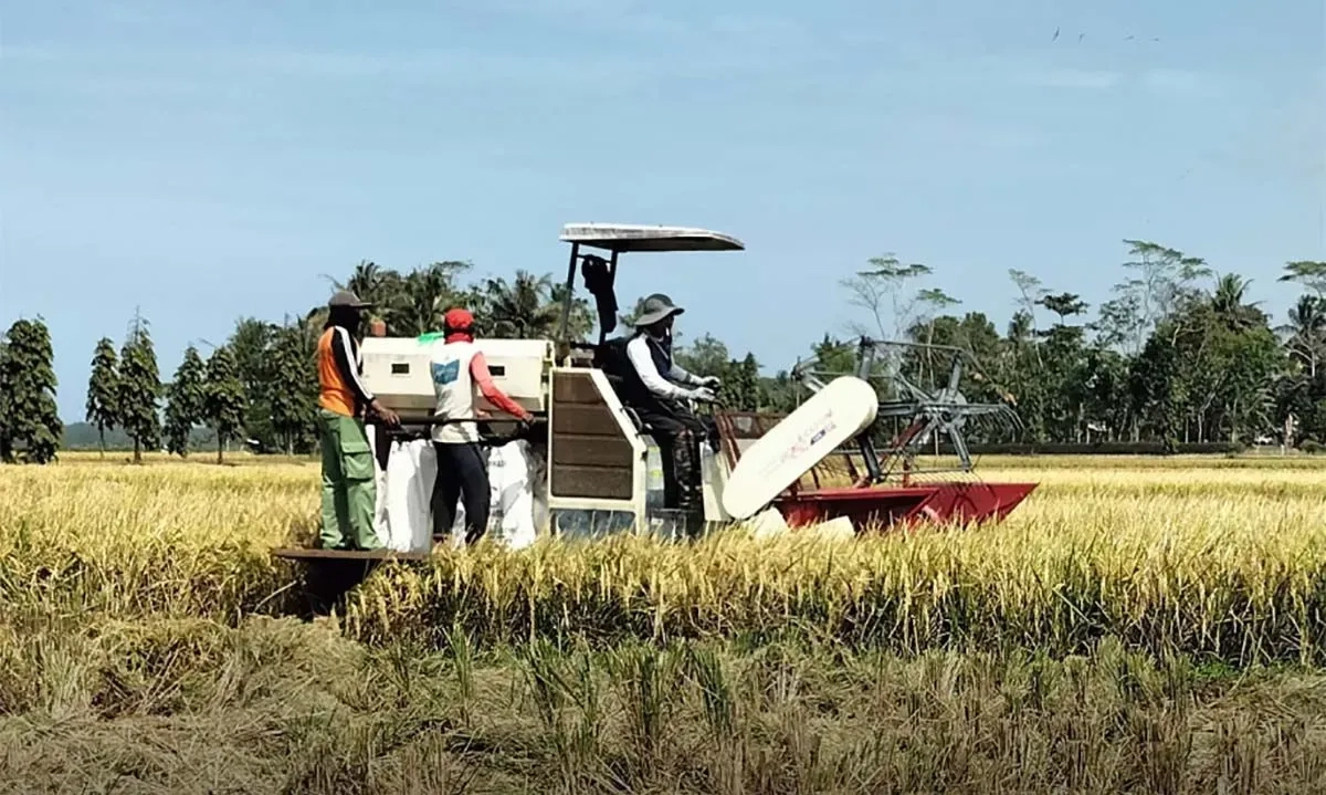 <p id="isPasted">Meski Dijamin HPP, Pengilingan-Bapanas Imbau Petani Jaga Kualitas Gabah</p>