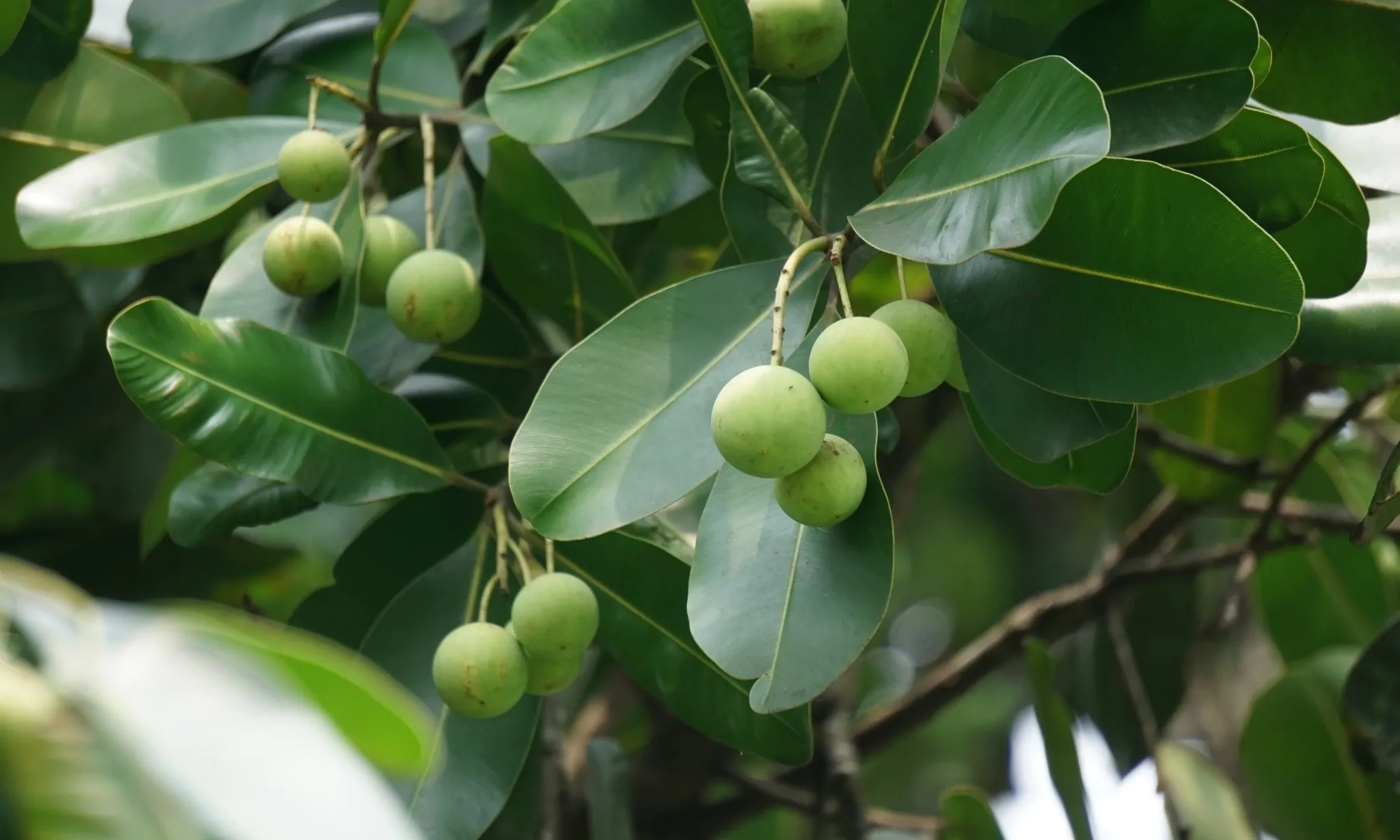 <p>UGM Kembangkan Biji Nyamplang Jadi Pakan Ternak Ramah Lingkungan</p>