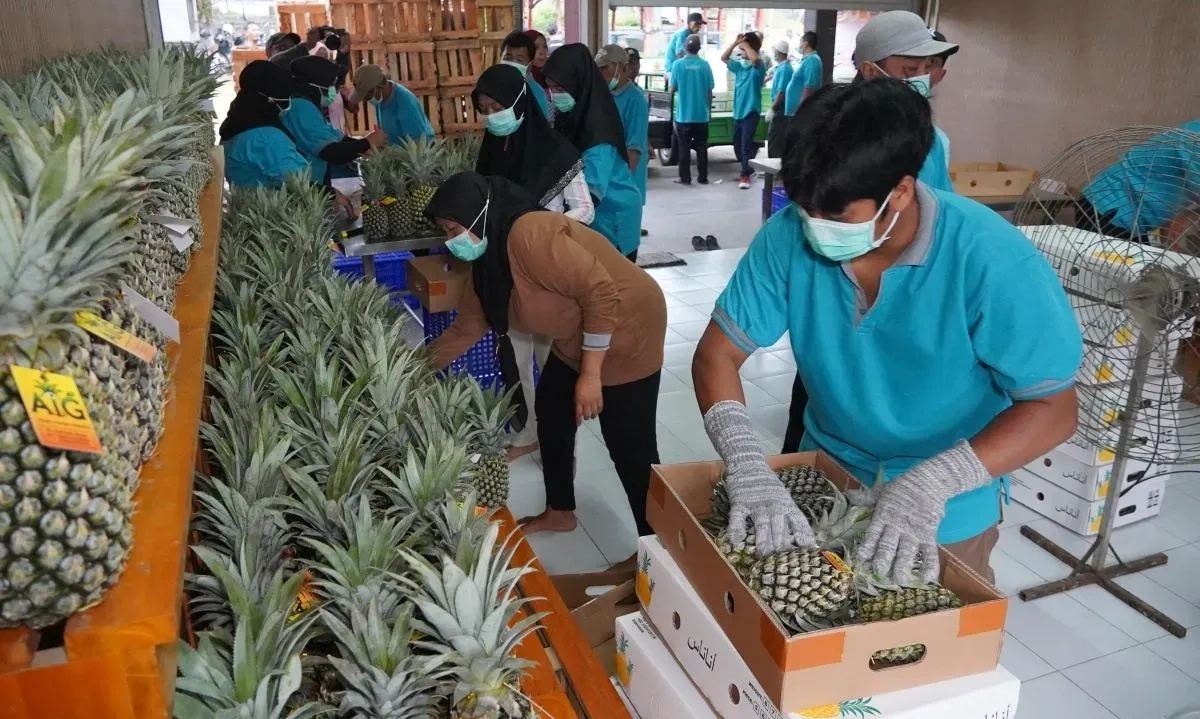 <p>Lagi, Kediri Sukses Ekspor 20 Ton Nanas Ke Uni Emirat Arab</p>
