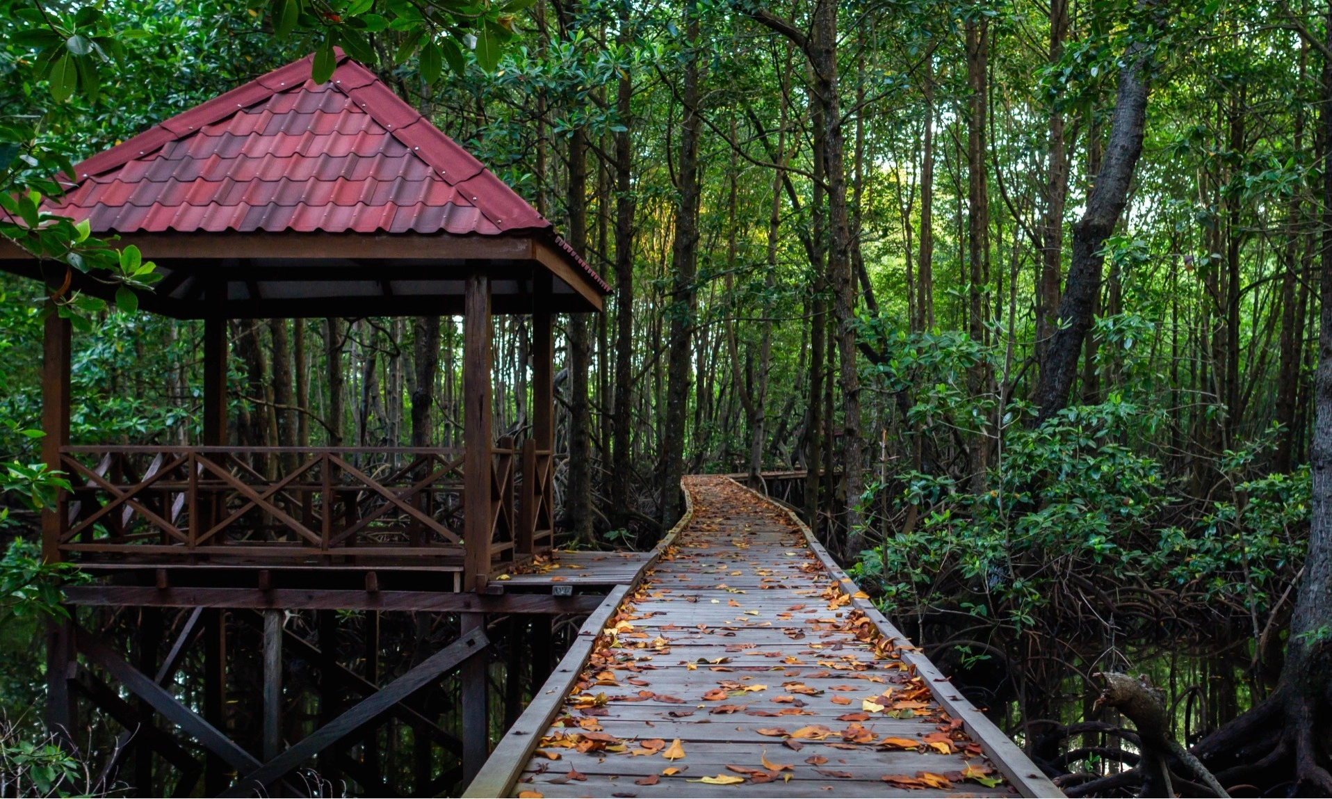 <p>Mangrove Terancam Punah di Dunia Ada di Indonesia</p>