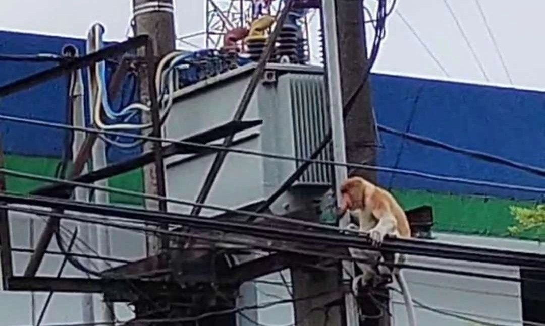 <p>BKSDA Kaltim Siapkan Area Konservasi Bekantan</p>