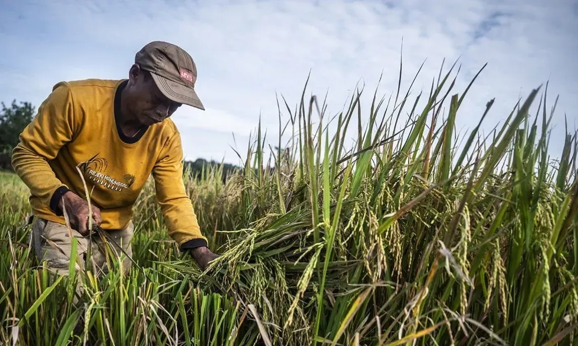 <p>Tekan Impor Beras, Kementan Kejar Penambahan Luasan Tanam Padi Dua Juta Hektare</p>