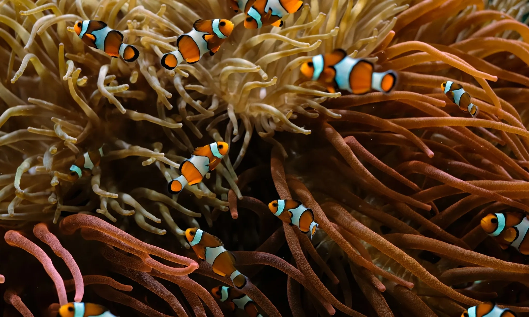 <p>KKP Tingkatkan Produktivitas Budidaya Nemo di Maluku</p>