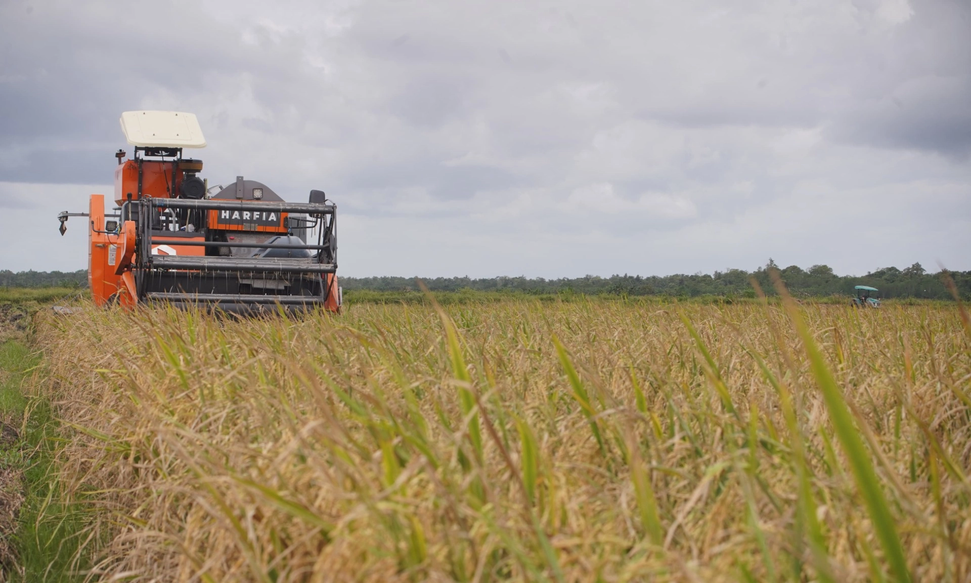 <p>Hampir Puncak Panen Raya, Bulog Baru Serap 10% Panen Padi-Gabah</p>