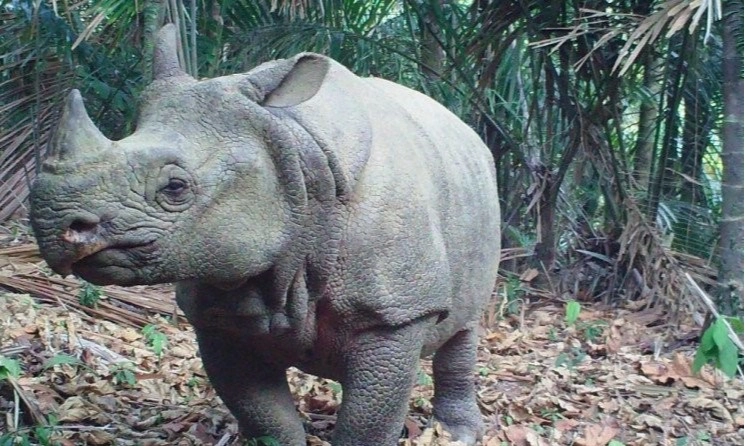 <p>BTNUK Buat Konservasi Badak Jawa</p>