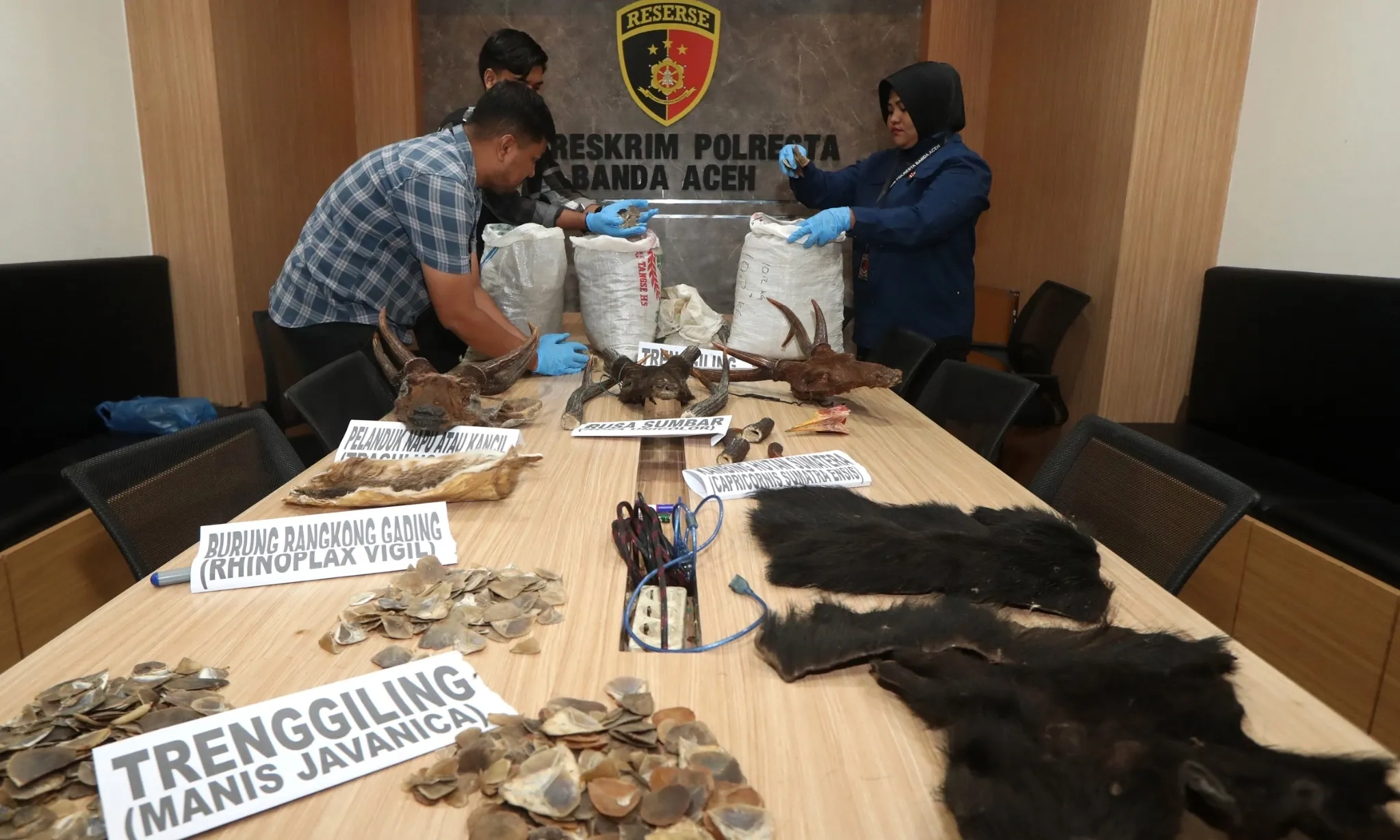 <p>Digagalkan, Penyelundupan Puluhan Tengkorak Satwa Ke Amerika</p>