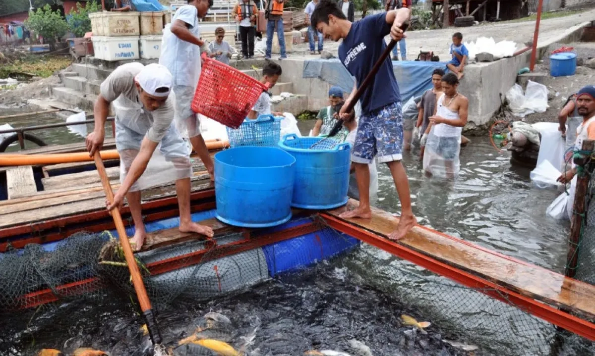 <p>KKP Optimis Ikan Budidaya Lokal Segera Masuk Pasar Arab Saudi</p>
