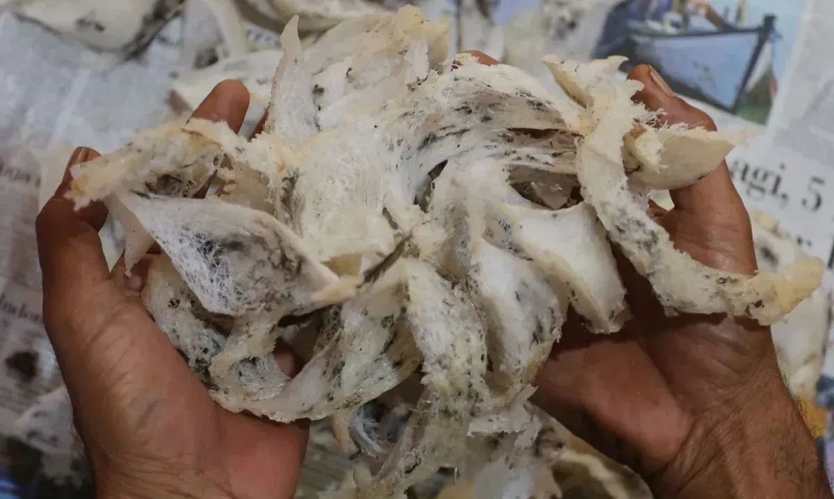 <p>Kemendag Dorong Peningkatan Ekspor Sarang Burung Walet Ke China &nbsp;</p>