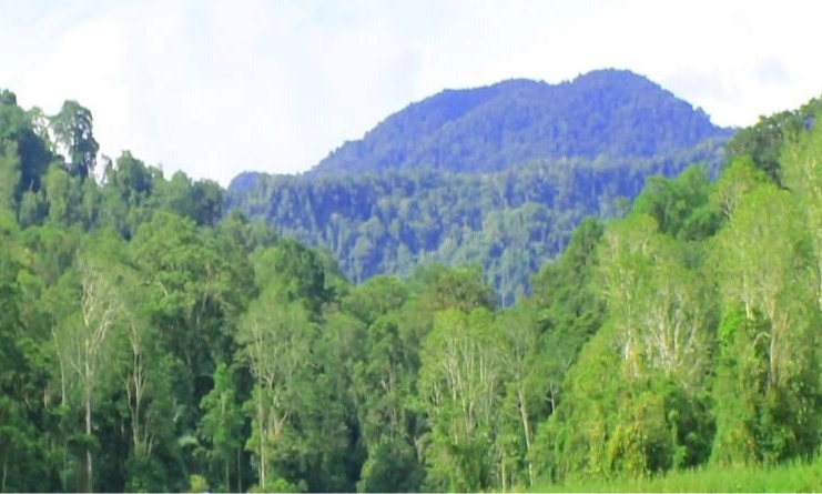 <p>Kemenhut Data Luas Hutan 2024 Capai 95,5 juta Hektare</p>