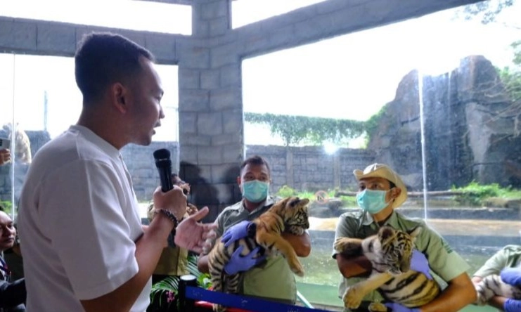 <p>Solo Safari Kini Miliki Tiga Harimau Benggala Baru</p>