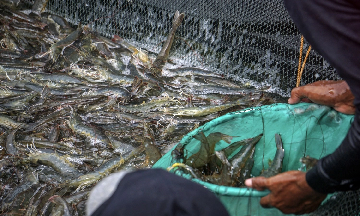 <p id="isPasted">Gubernur Proyeksikan Shrimp Estate Berkah Bangkitkan Ekonomi Kawasan</p>