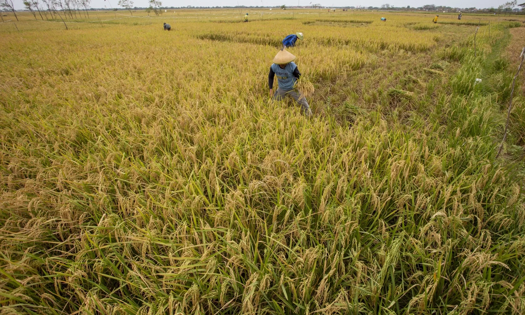<p>Sultan HB X Dukung Petani Daftarkan Sawahnya Jadi Lahan Pertanian Abadi</p>