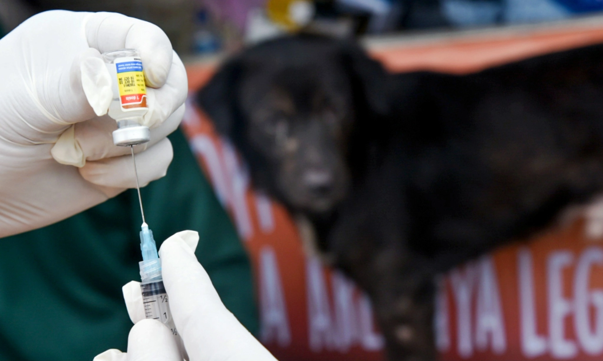 <p id="isPasted">Lagi Viral Di Media Sosial, Penting Tahu Bahaya Rabies</p>