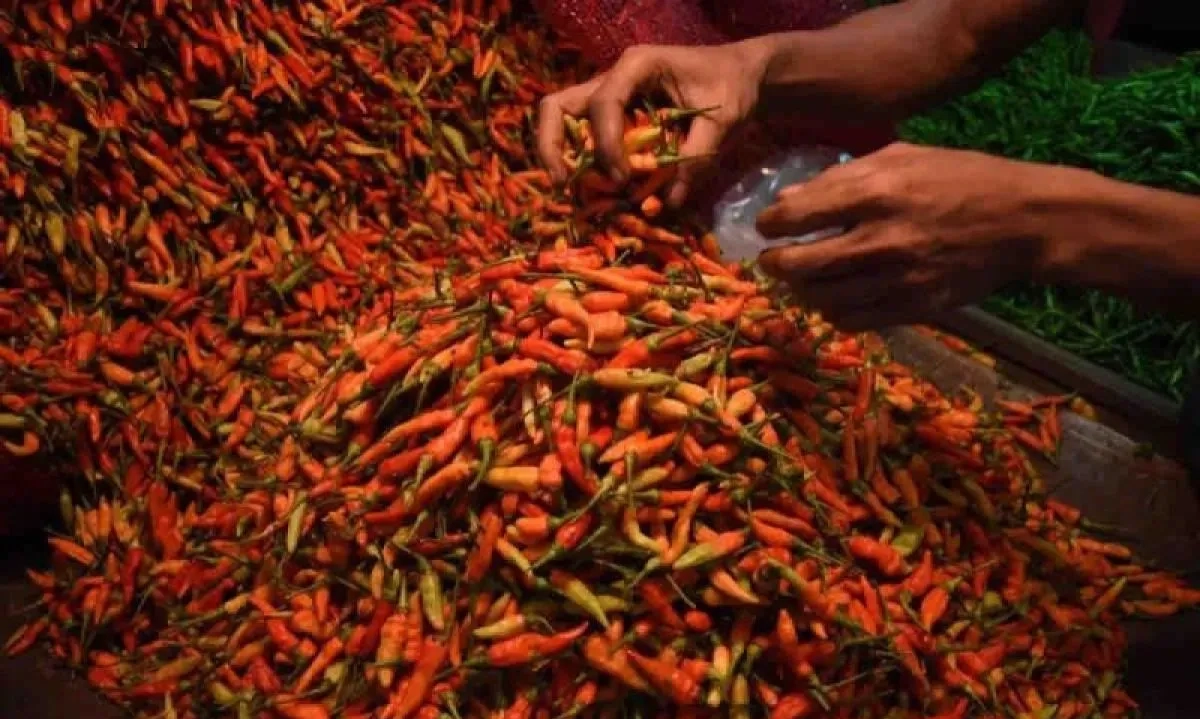 <p id="isPasted">Tinggalkan HAP, Bapanas Catat Harga Cabai &#39;Makin Pedas&#39; Usai Libur Panjang Lebaran</p>