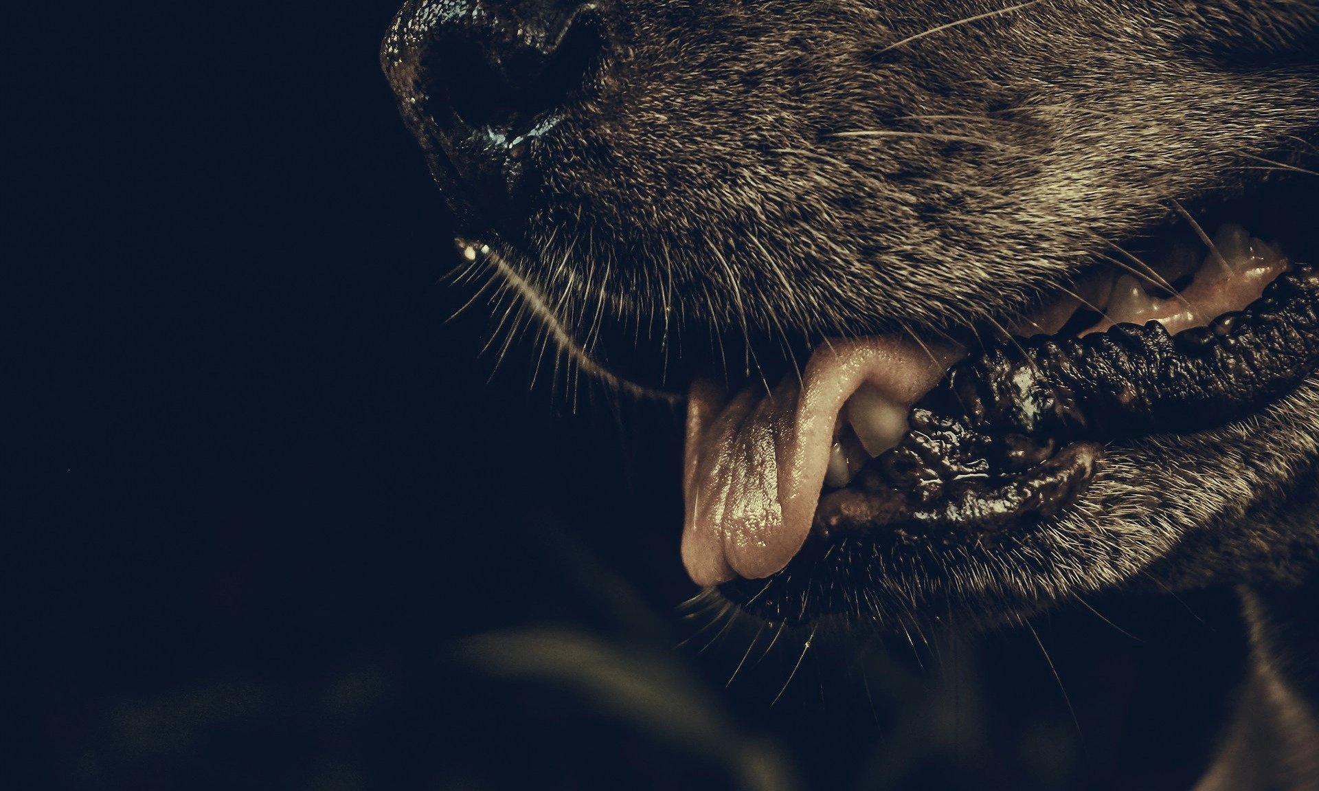 <p>Mengenal Hydrophobia, Ketakutan pada Air yang Jadi Gejala Berbahaya Rabies</p>