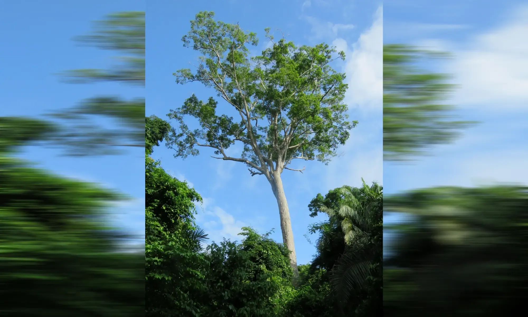 <p>Bagaimana Pohon Kacang Tonka Menjadikan Petir Sebagai Senjata</p>