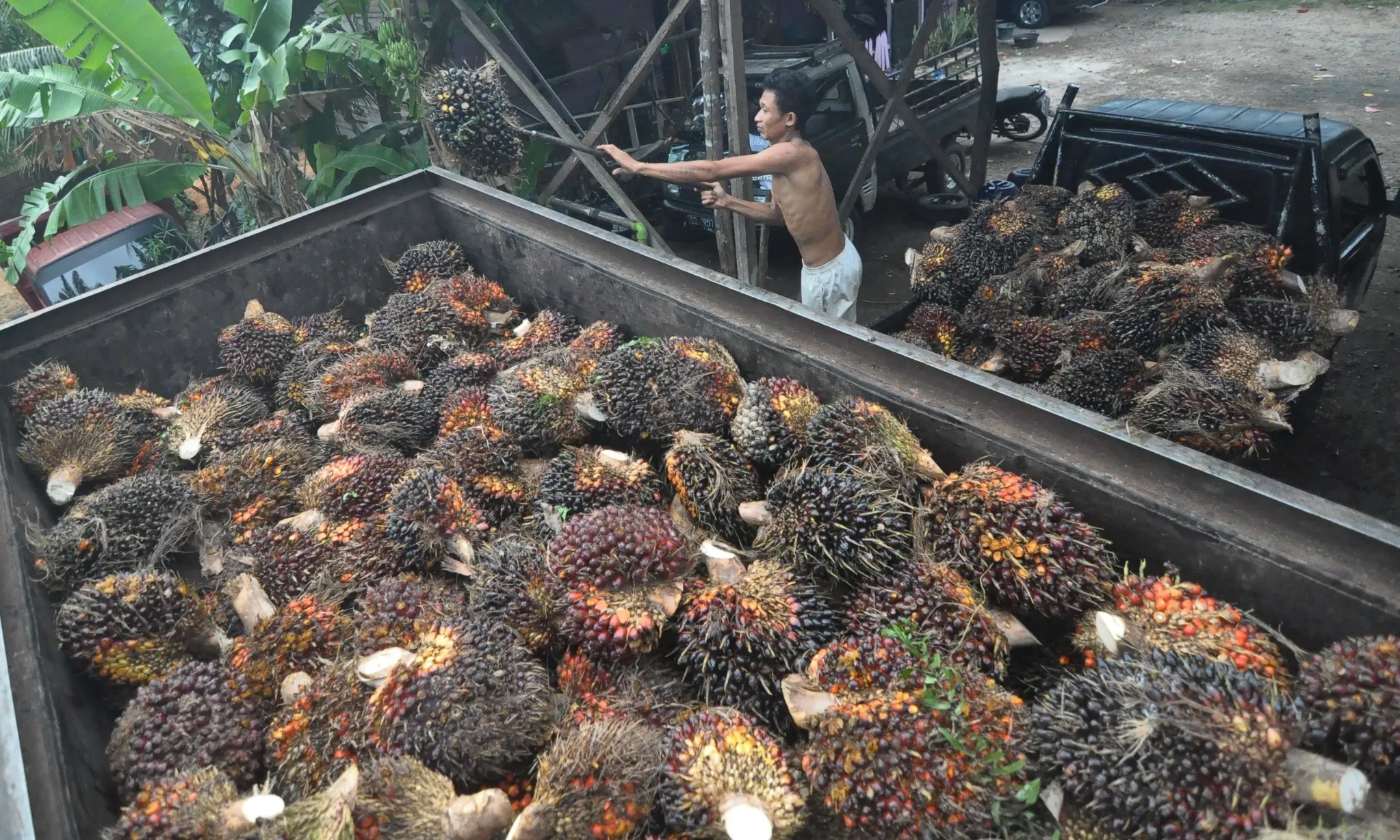 <p id="isPasted">Maret 2025, Nilai Tukar Petani Tanaman Pangan Merosot 0,57%</p>