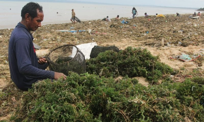 <p>BRIN Bangun Bank Benih Rumput Laut</p>