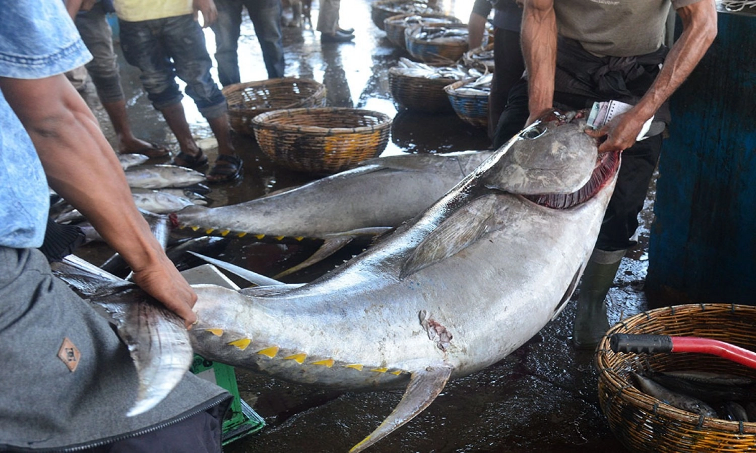 <p>Ekspor Ikan Sulut Tembus 42 Negara</p>