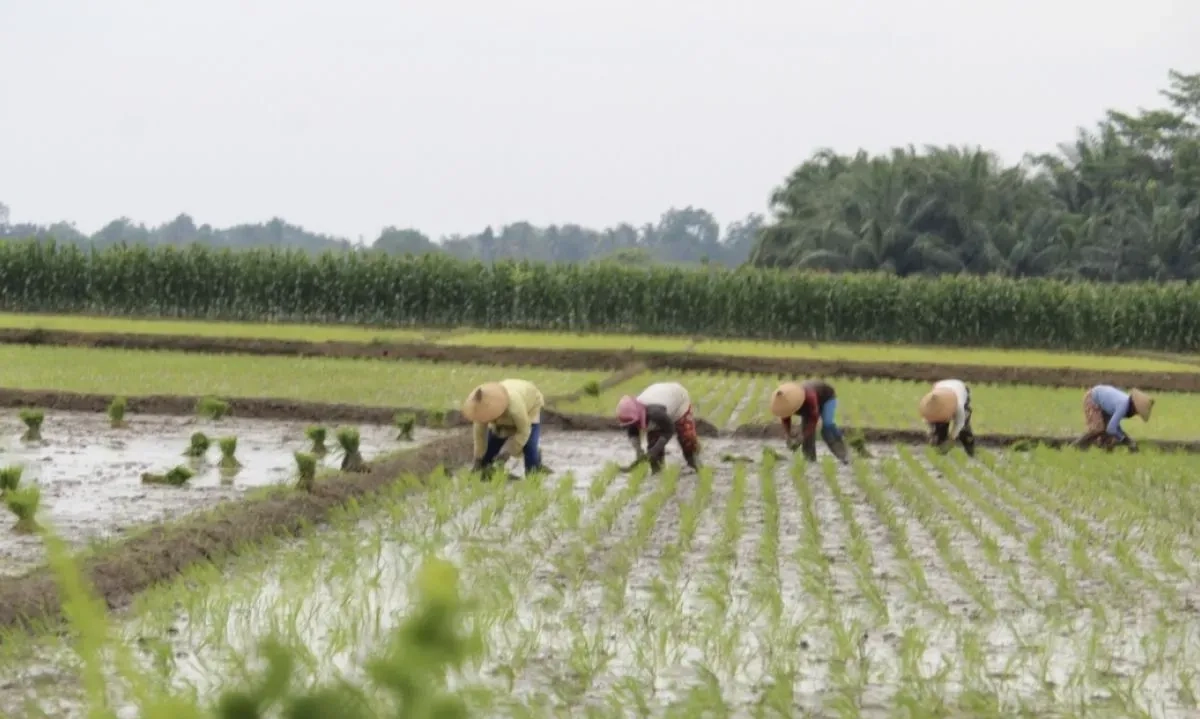 <p>Kementan: Pertanian Indonesia Sama-Sama Perlu Intensifikasi Dan Ekstensifikasi</p>