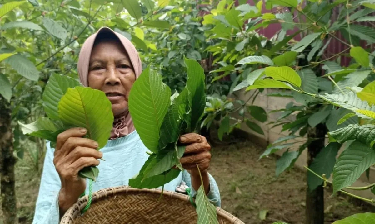 <p id="isPasted">Barantin Pastikan Ekspor Kratom Ke India Penuhi Persyaratan</p>