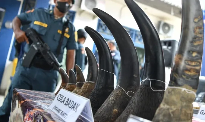 <p>Vonis MA Jadi Penegasan Sikap Terhadap Anti Perdagangan Ilegal Satwa</p>