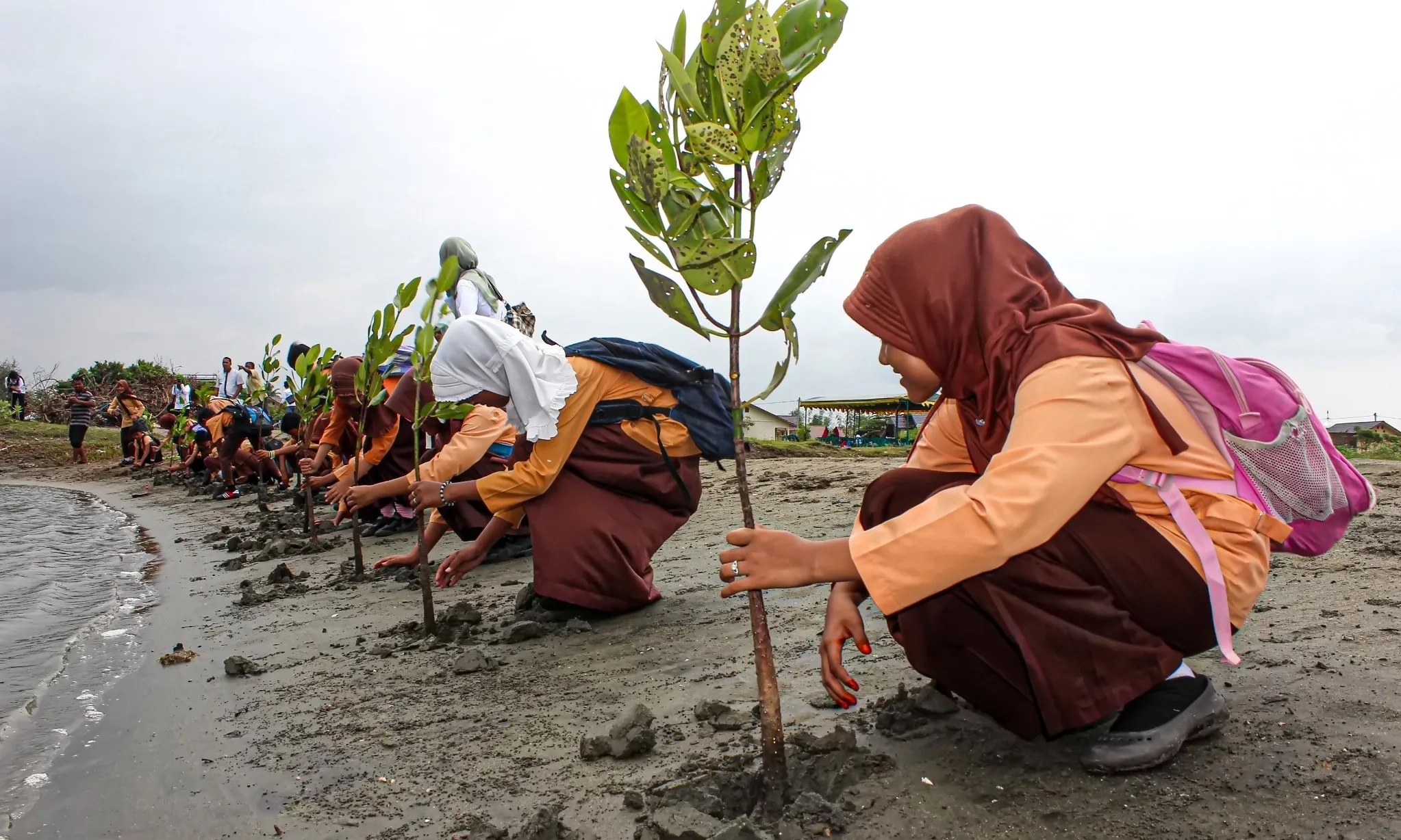 <p>Wamen LH Ingatkan Perawatan Setelah Menanam Mangrove</p>