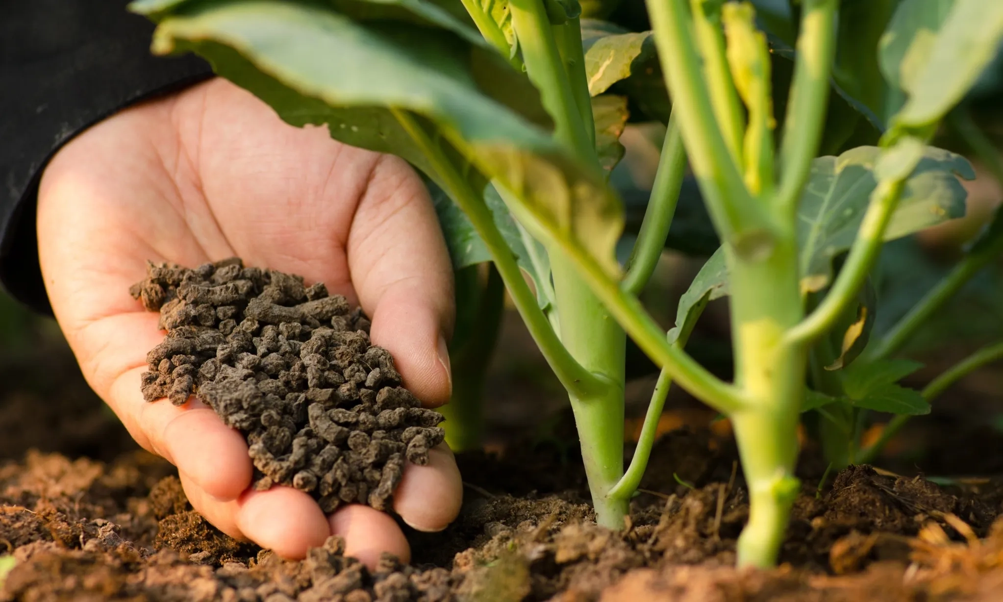 <p id="isPasted">PTBA-UGM Kulik Peluang Produksi Asam Humat Dari Batu Bara</p>