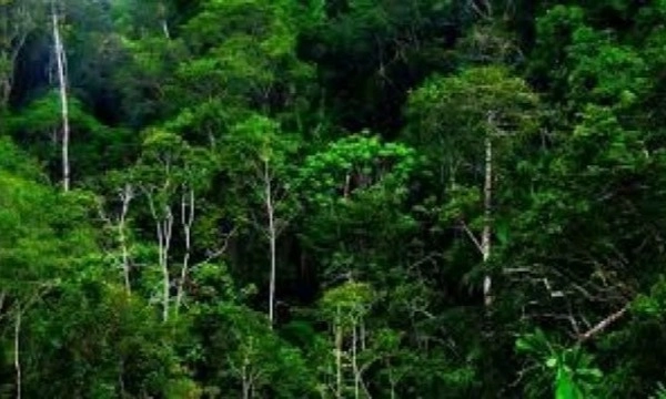 <p>KLH Minta Semua Perusahaan Kertas Raih Proper Hijau</p>