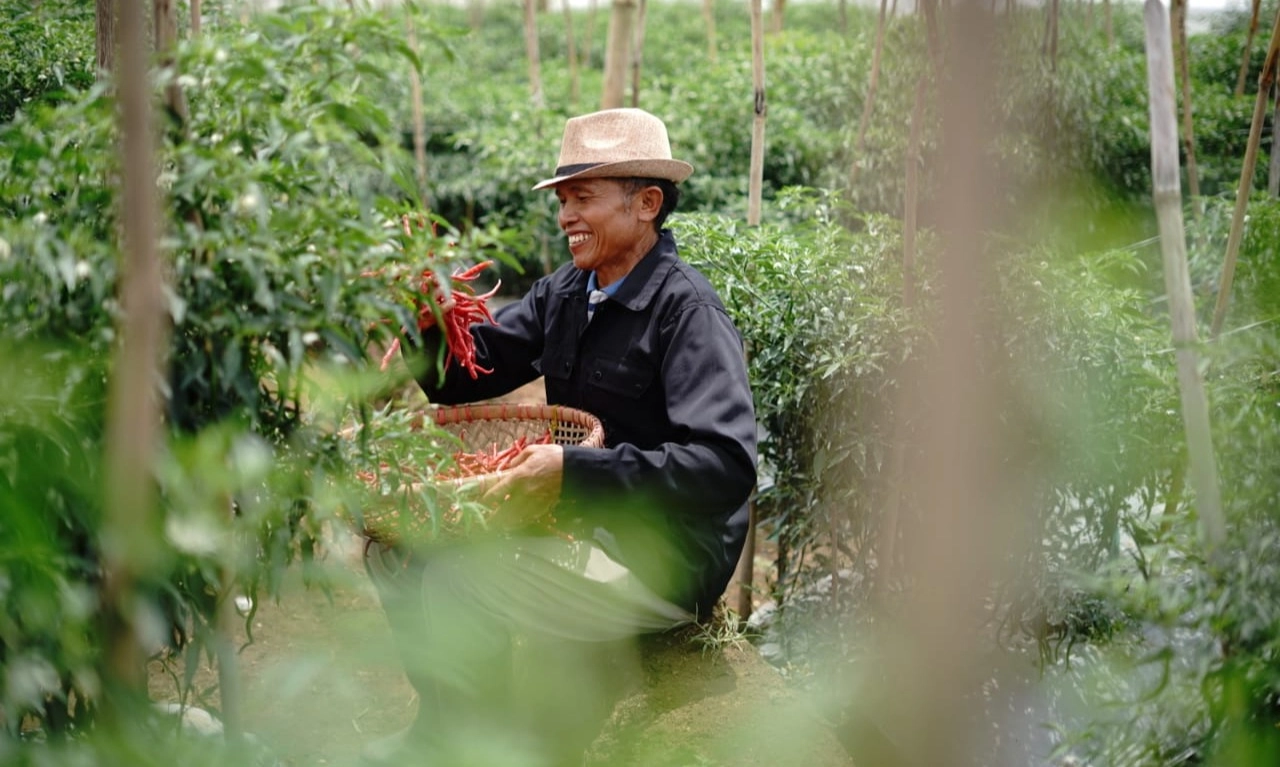 <p>Benih Unggul Dan Teknologi, Kiat Jitu Sukses Bertani</p>