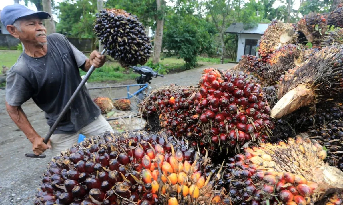 <p>Antisipasi Konflik, Kementan Agresif Cari Pasar Sawit di Luar India-Pakistan</p>