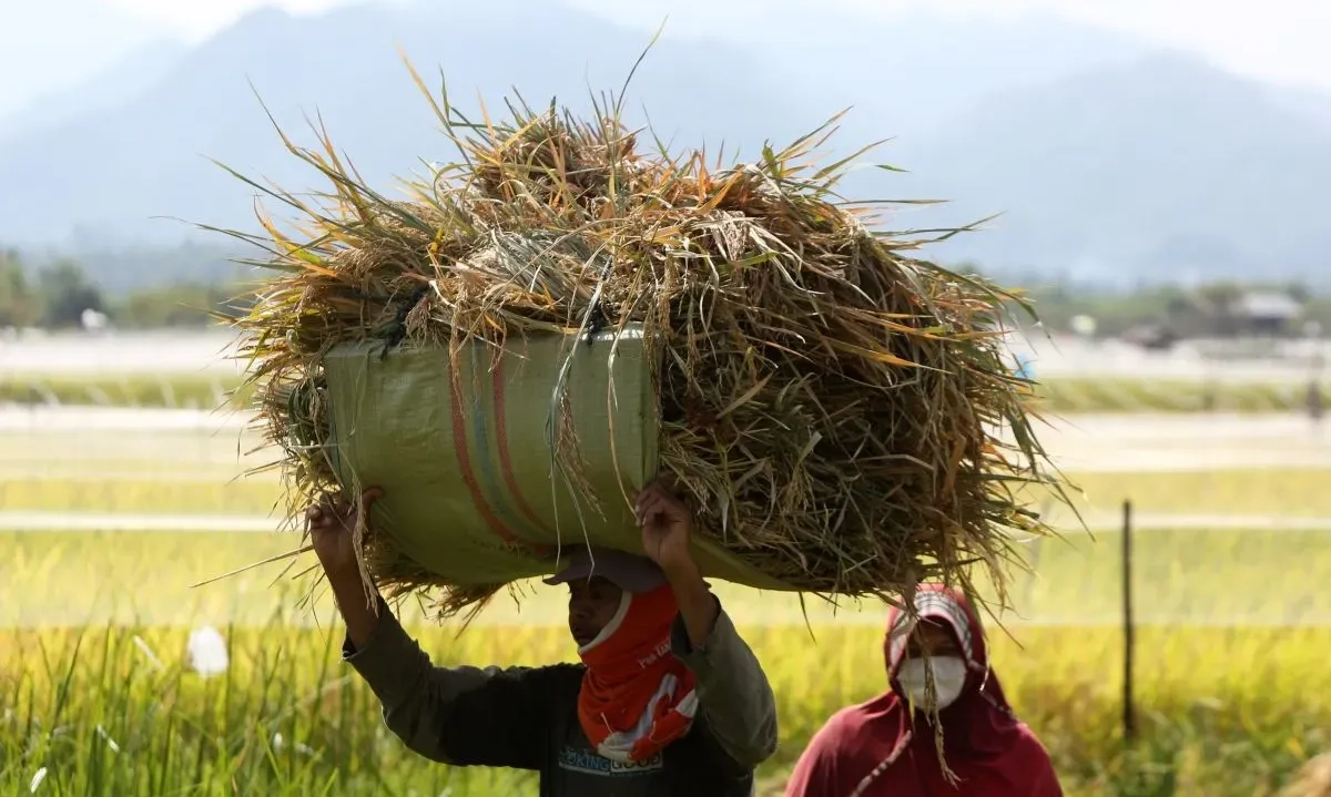 <p>RI Ekspor Beras? Begini Rencana Pemerintah</p>