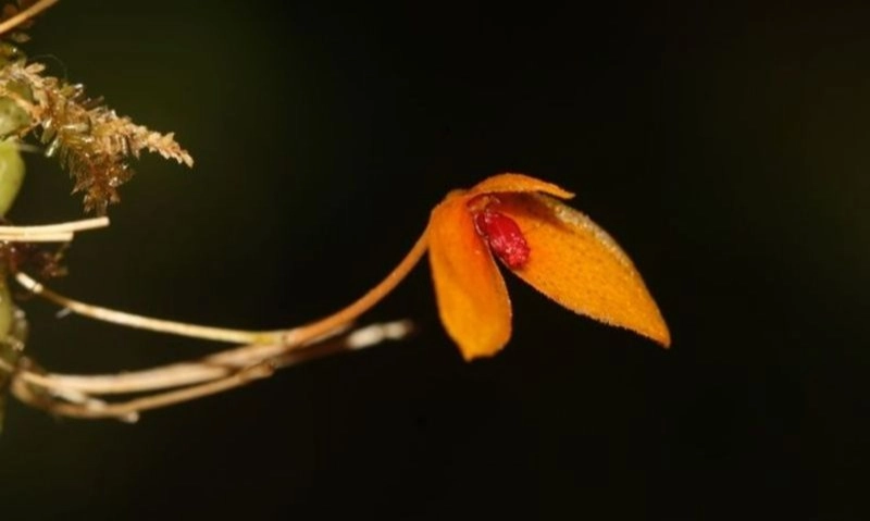 <p>Ditemukan Anggrek Baru Khas Kalimantan, Bulbophyllum Bukitrayaense </p>