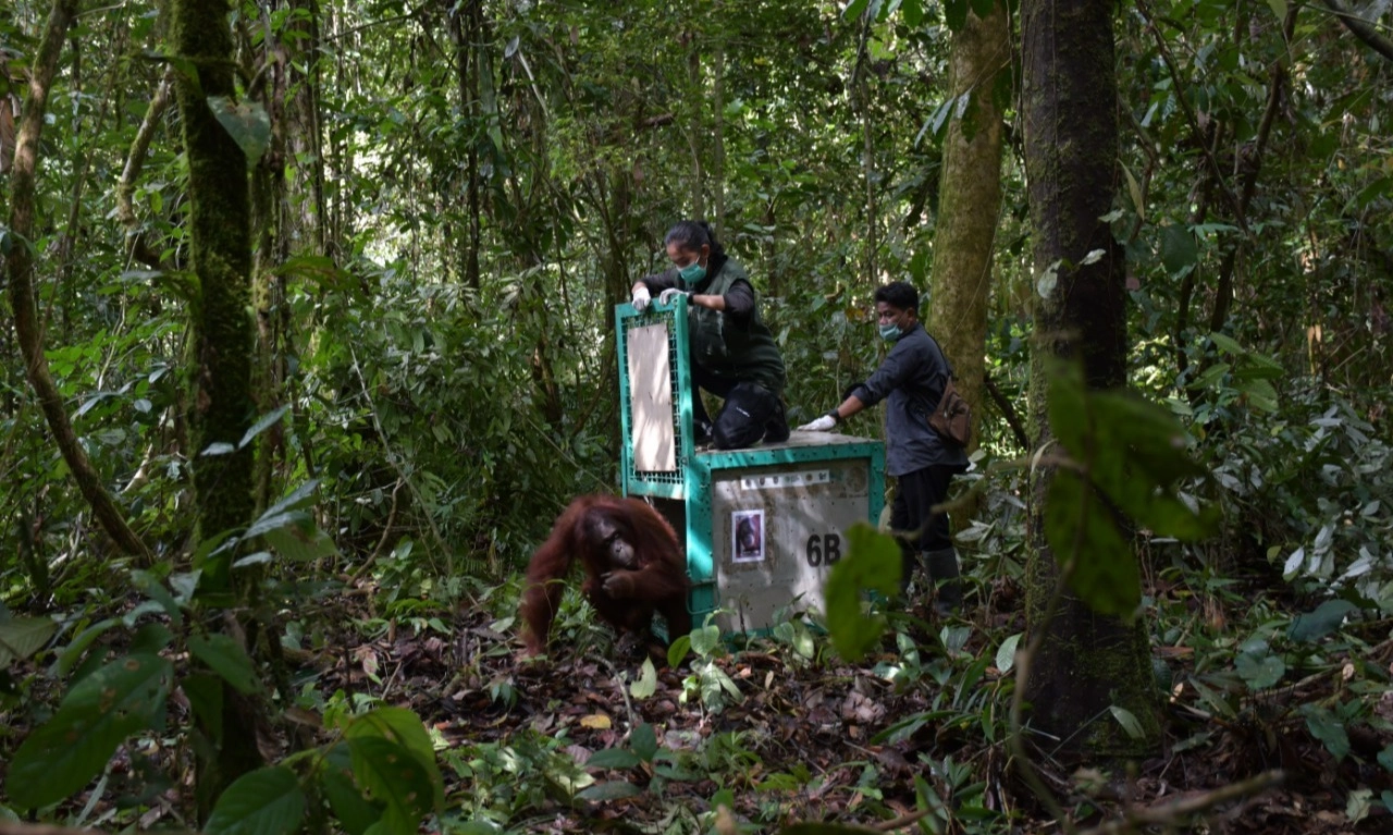 <p id="isPasted">Rayakan Hari Kebangkitan Nasional, 5 Individu Orangutan Dilepas Liar</p>