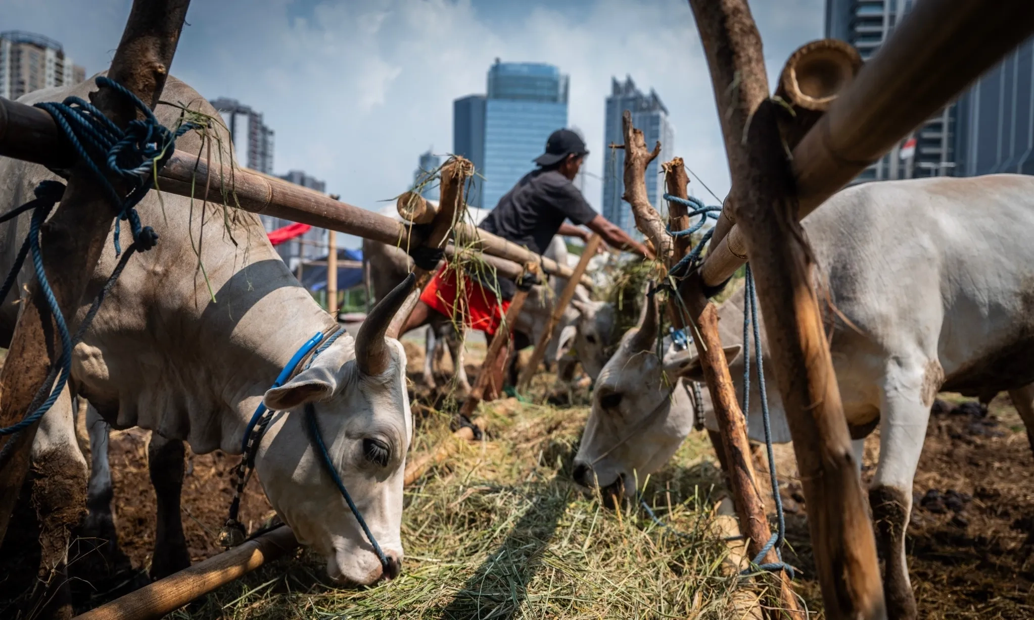 <p>Masyarakat Jangan Buang Limbah Hewan Kurban Di Got</p>