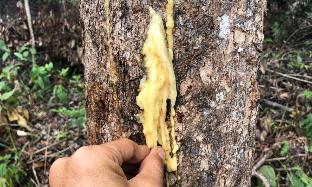 <p>DEN Targetkan Hilirisasi Kemenyan Tingkatkan Kesejahteraan Petani</p>