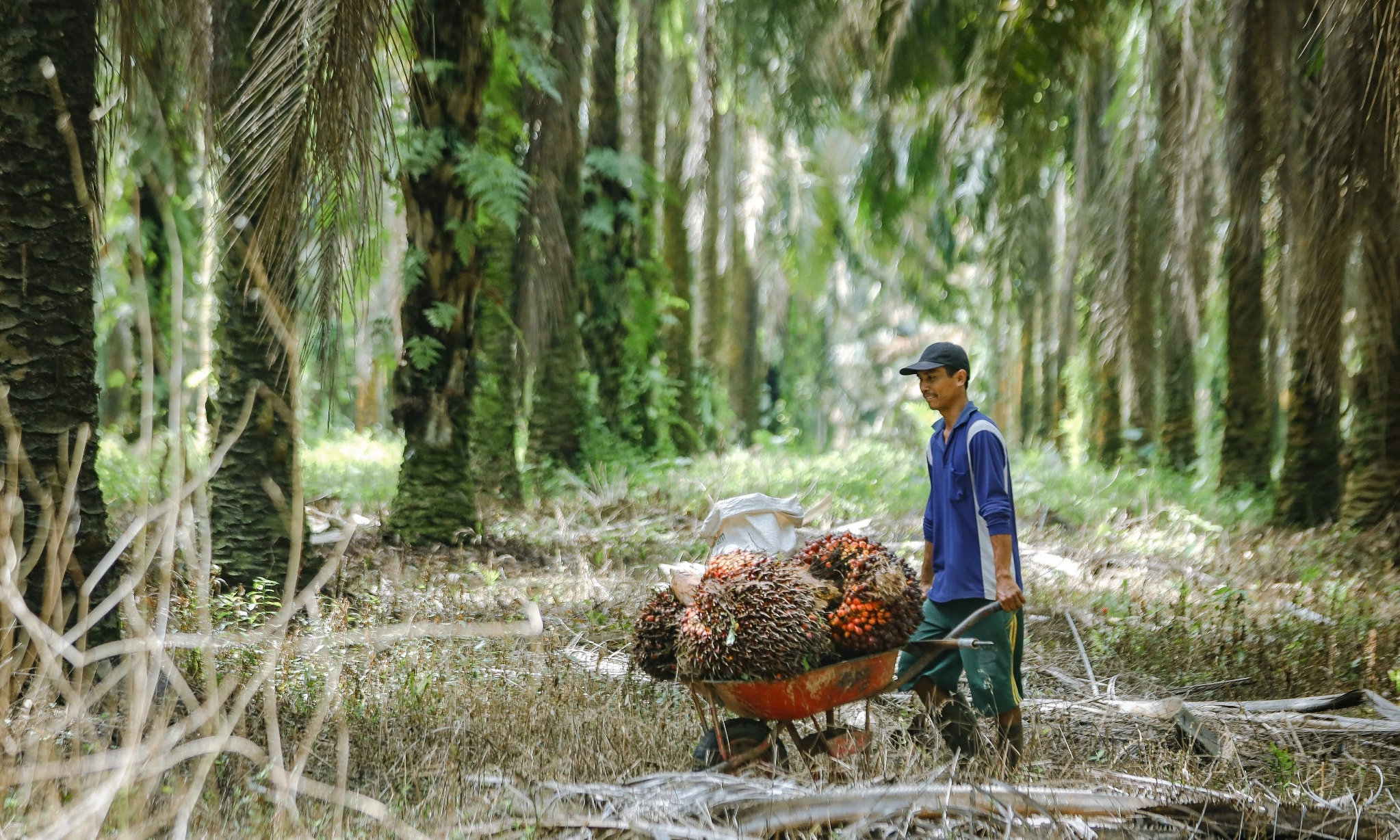 <p id="isPasted">Juni 2025, HR CPO Merosot Tapi Biji Kakao Menguat</p>