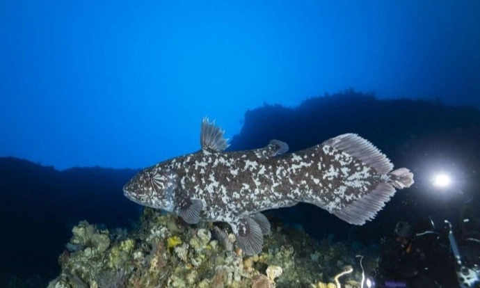 <p>Upaya Melindungi Kawasan Laut Habitat Coelacanth </p>