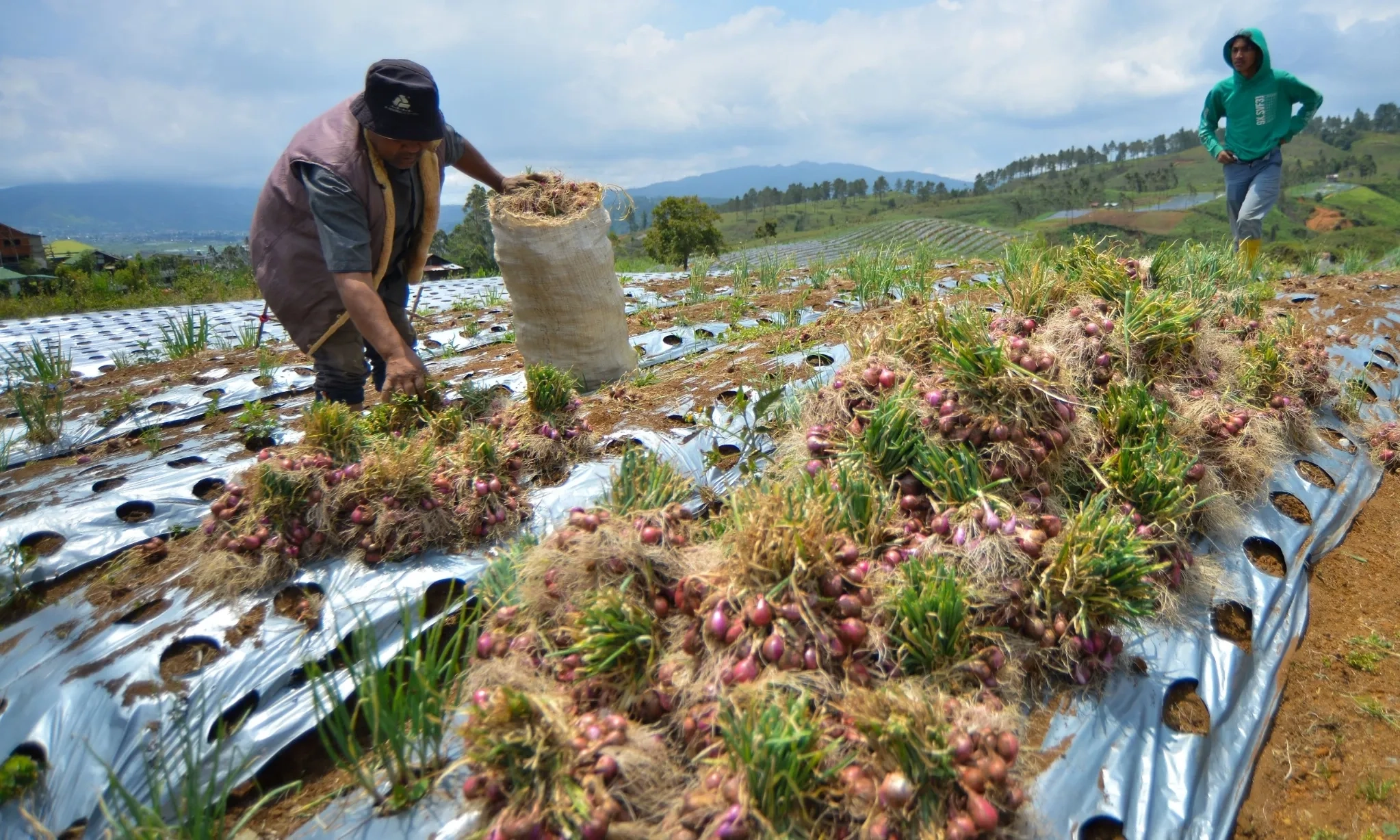 <p id="isPasted">Nilai Tukar Petani Mei 2025 naik 0,07%, Ini Penyebabnya</p>