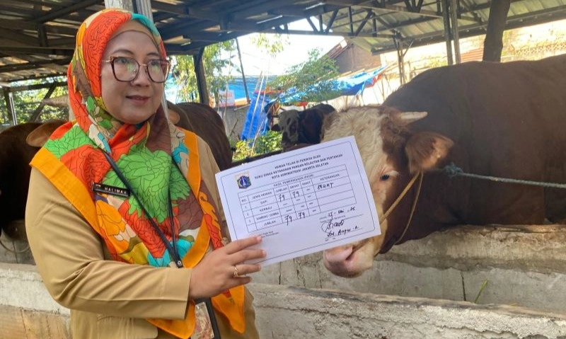 <p>Jakarta Wajibkan Karantina Hewan Kurban Sakit</p>