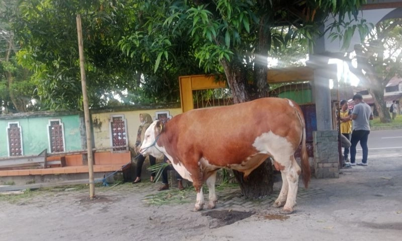 <p>Presiden Salurkan 985 Sapi Kurban</p>