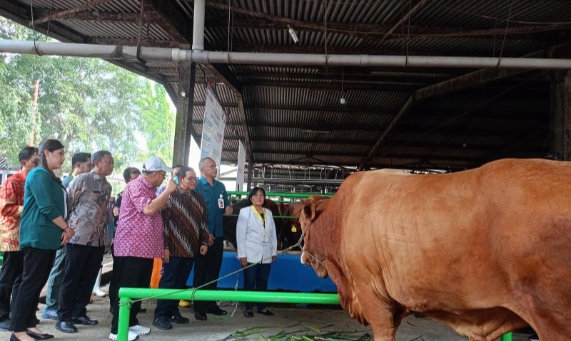 <p>Jumlah Hewan Kurban Disembelih Di Jakarta Capai 69 Ribu Ekor</p>