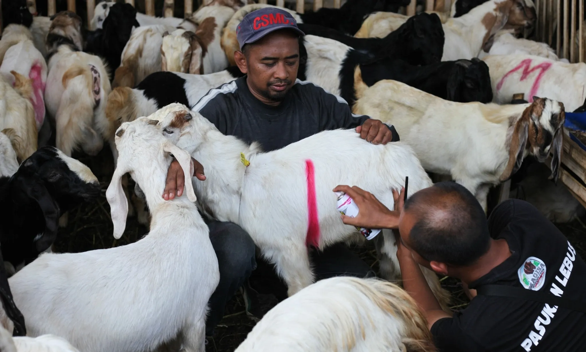 <p>Pakar Saran Kelola Limbah Hewan Kurban</p>